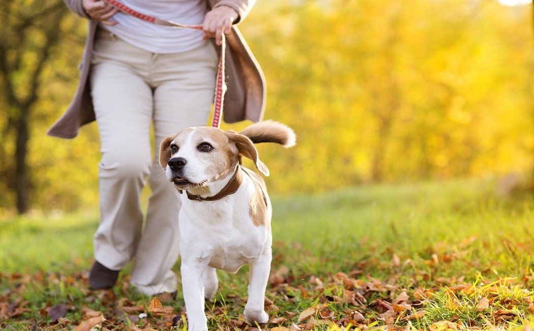 Una mascota puede romper o unir tu relación de pareja