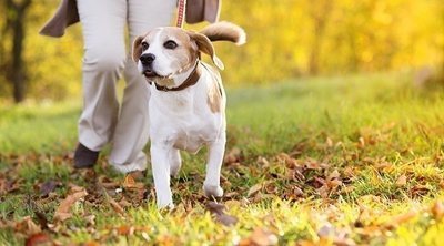 Una mascota puede romper o unir tu relación de pareja